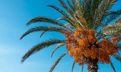 Featured image of post La description de la foi