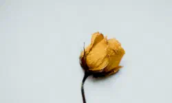 Featured image of post Ô toi qui recherches le mal, cesse
